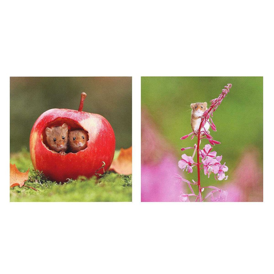 Photographic Cards | BBC Bbc Springwatch Harvest Mice Set Of 6 Notecards