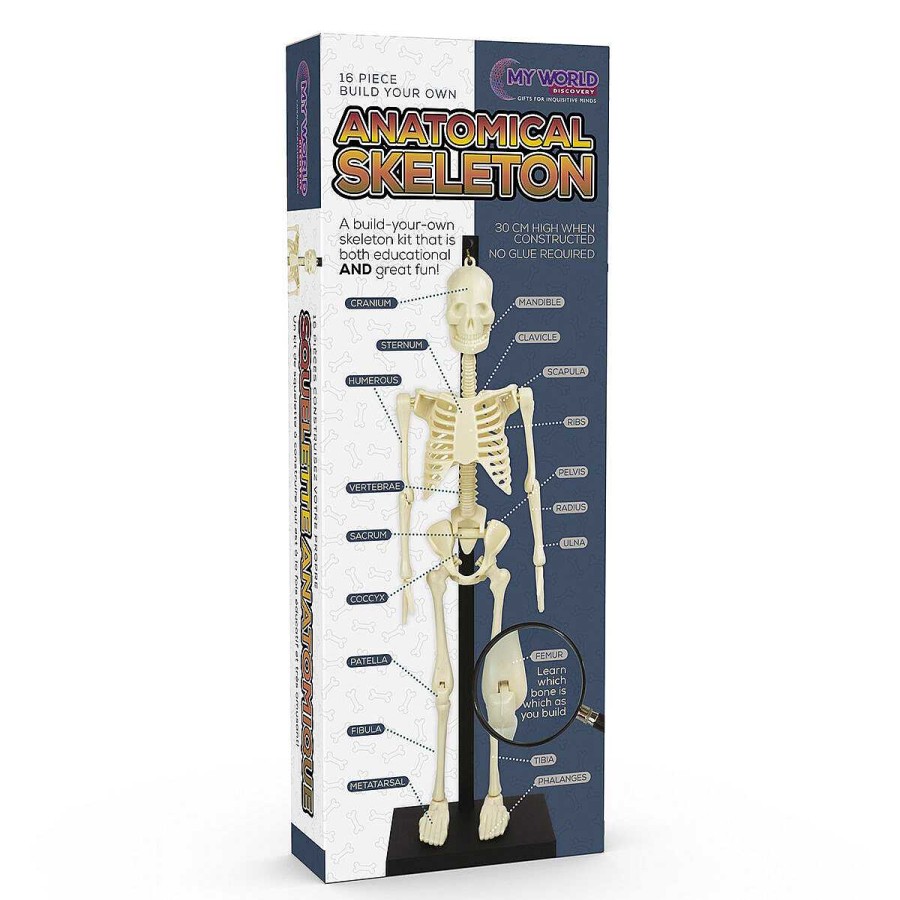 Games & Toys | Funtime Funtime Anatomical Skeleton