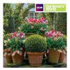 Photographic Cards | BBC Bbc Gardeners' World - Tulip Displays Greetings Card