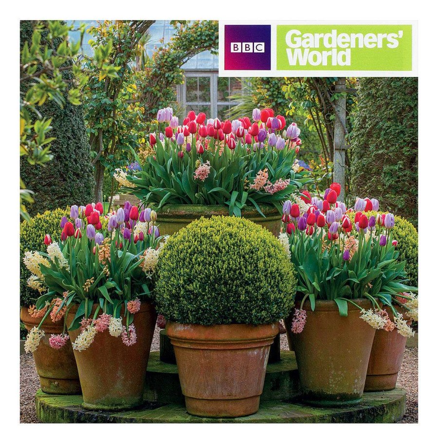 Photographic Cards | BBC Bbc Gardeners' World - Tulip Displays Greetings Card