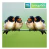 Photographic Cards | BBC Bbc Springwatch Swallows Greetings Card