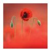 Photographic Cards | BBC Bbc Countryfile Poppies Set Of 6 Blank Notecards