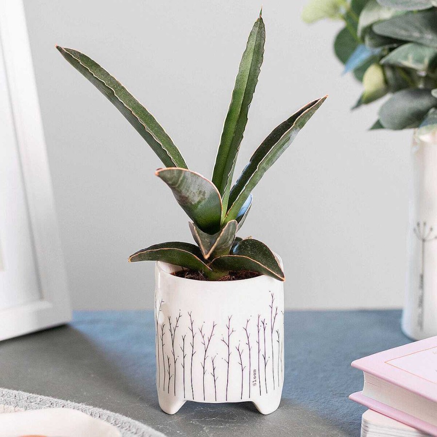 Wedding Decorations | East of India East Of India 'Bloom' Planter