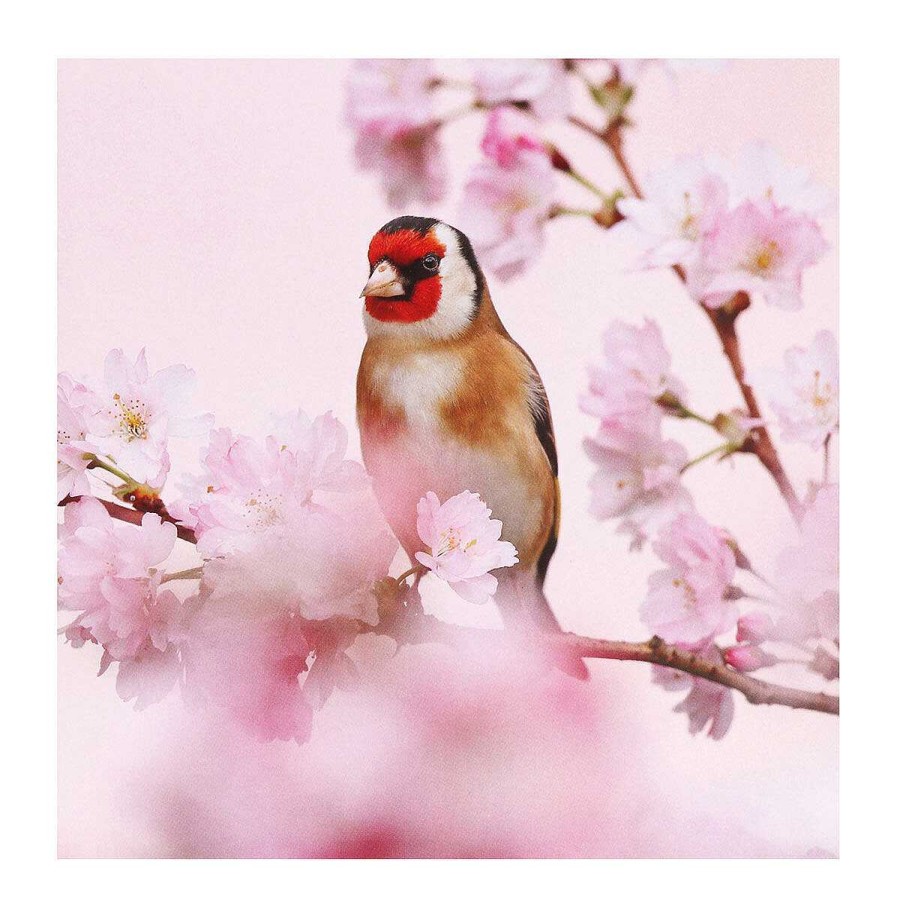 Photographic Cards | BBC Bbc Springwatch Wren & Goldfinch Set Of 6 Blank Notecards