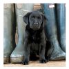 Photographic Cards | BBC Bbc Country File - Black Labrador Puppy Greetings Card