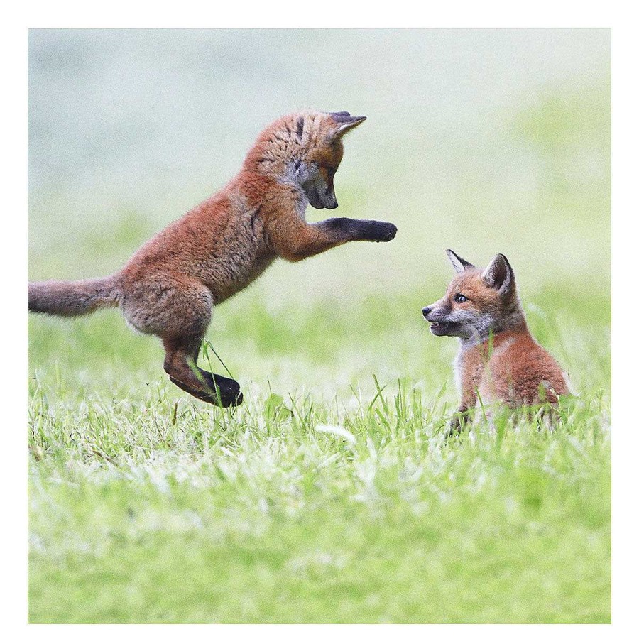 Photographic Cards | BBC Bbc Springwatch Red Fox Cubs Greetings Card