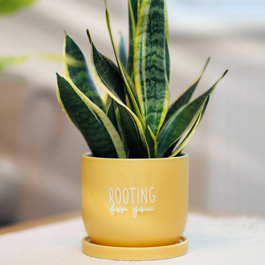 Planters | Widdop & Co Widdop & Co Country Living Rooting For You Ceramic Plant Pot