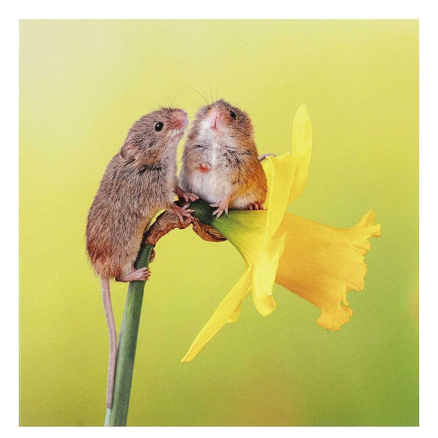 Photographic Cards | BBC Bbc Springwatch Harvest Mice Greetings Card