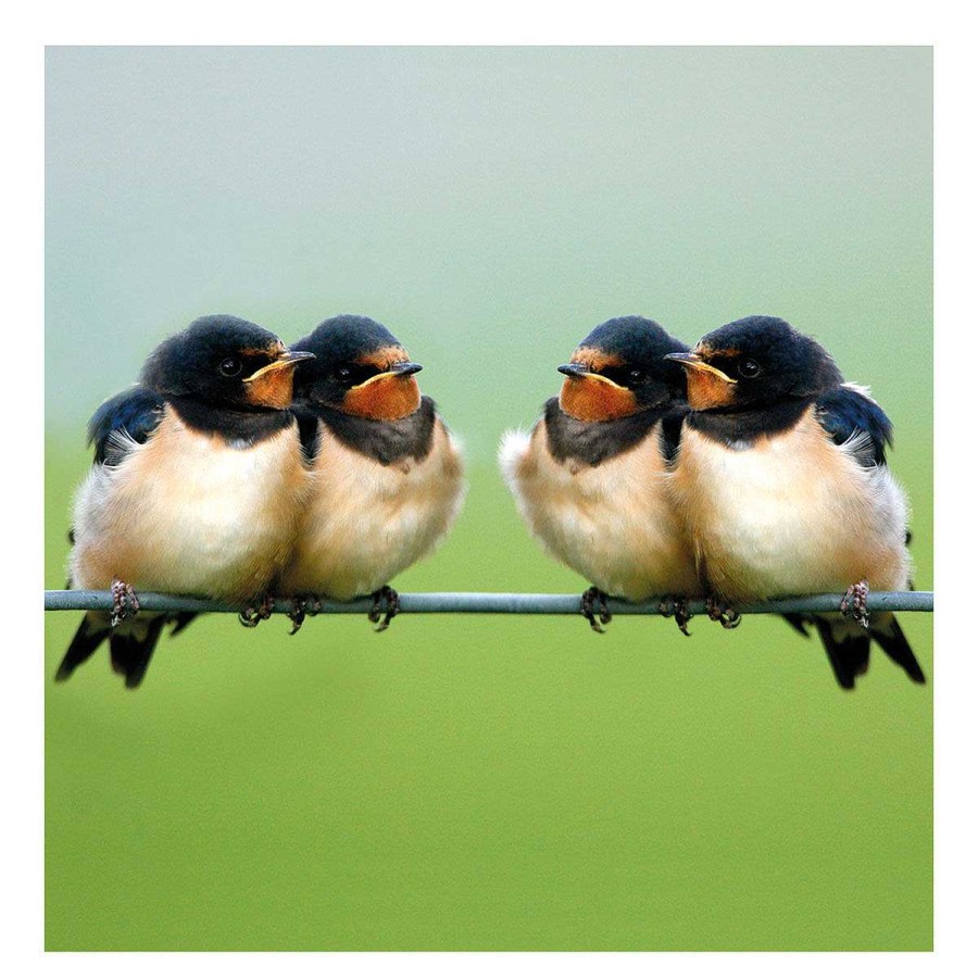 Photographic Cards | BBC Bbc Springwatch Swallows Greetings Card