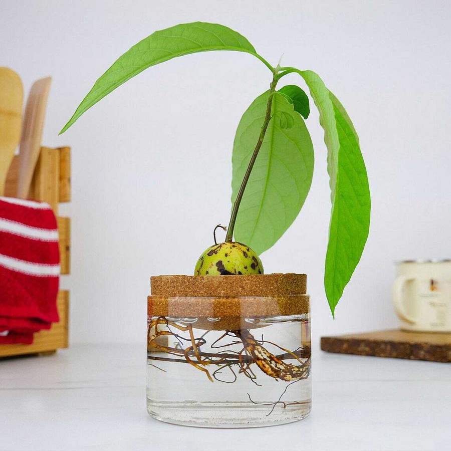 Office | Gift Republic Gift Republic Avocado Grow Kit