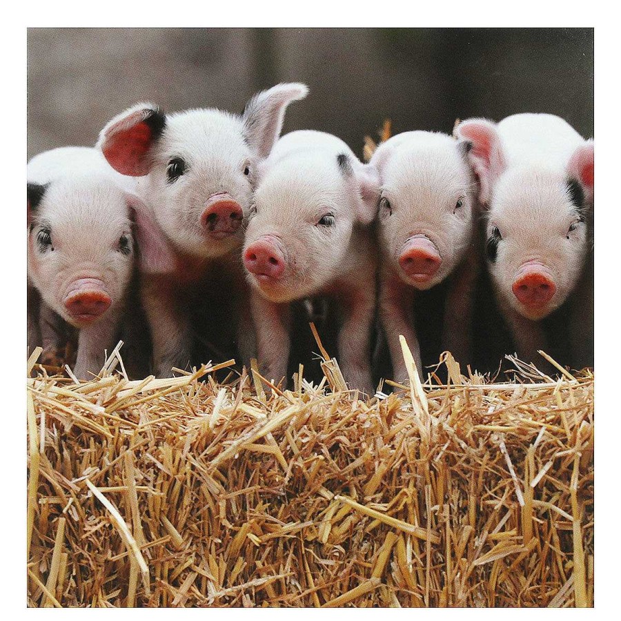 Photographic Cards | BBC Bbc Country File Gloucester Old Spot Piglets Greetings Card