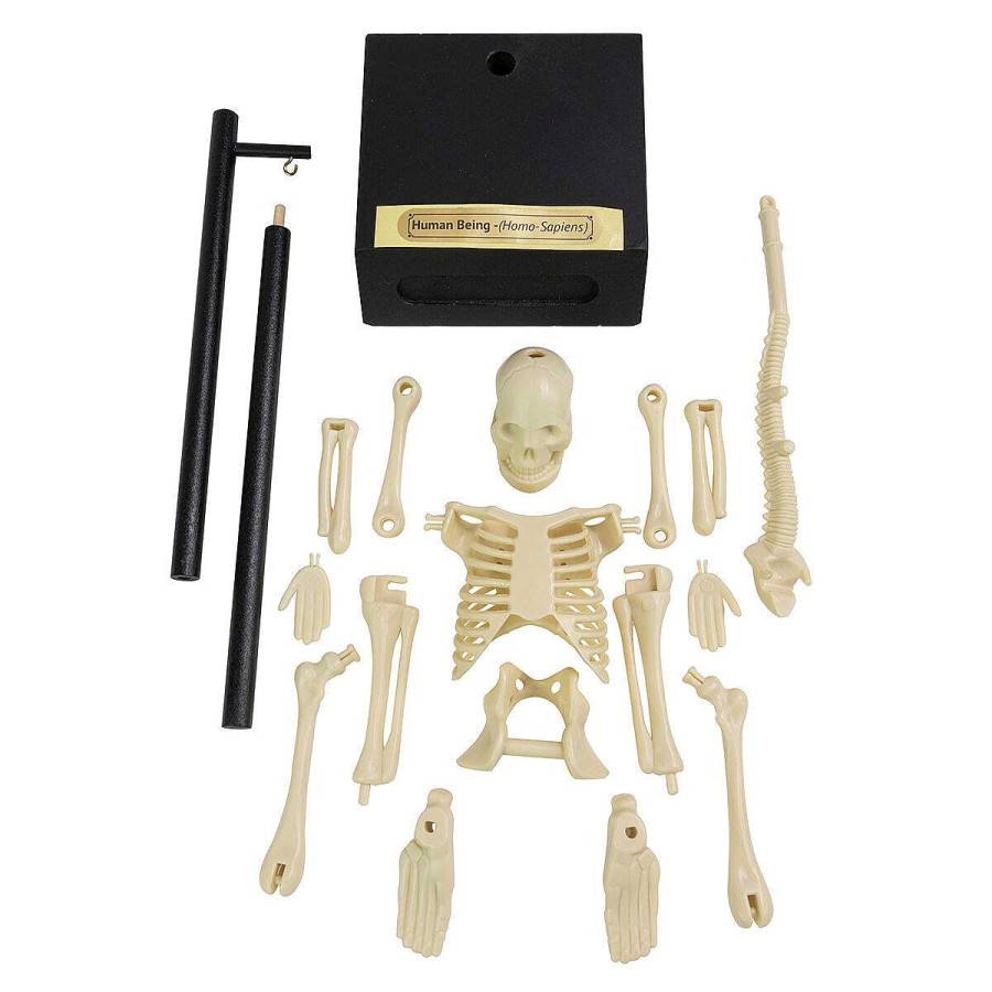 Games & Toys | Funtime Funtime Anatomical Skeleton