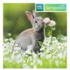 Photographic Cards | BBC Bbc Springwatch European Rabbit Greetings Card